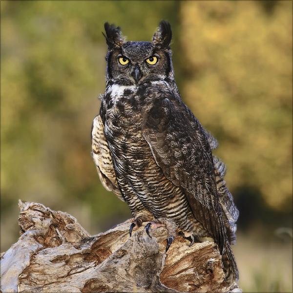 Produktbild Eulen 2026 (30 x 30 cm)