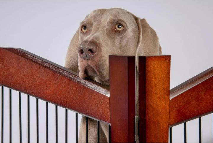 Image du produit Dobar Cage pour chien design