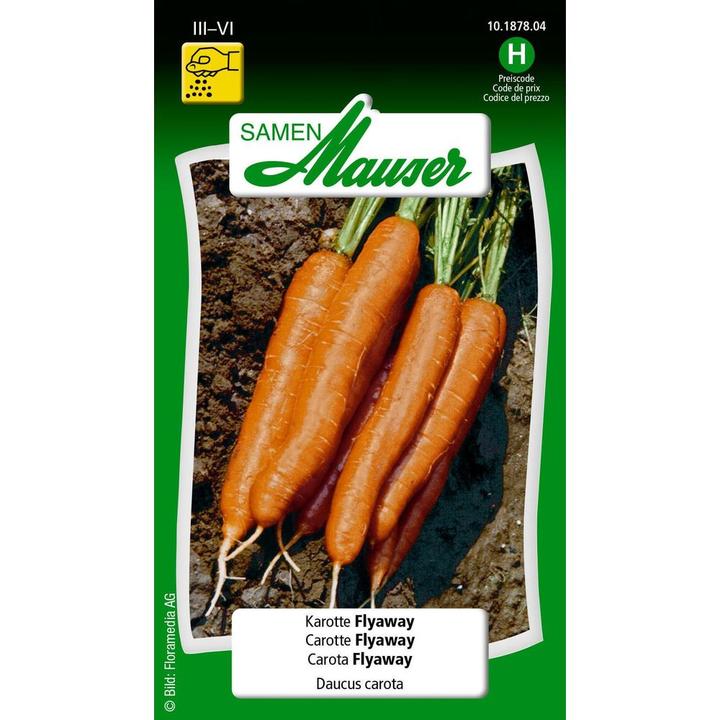 Actual product image Samen Mauser Carrot Flyaway (Vegetable seeds)