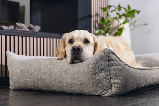 Immagine prodotto Beeztees Zia (Cane)