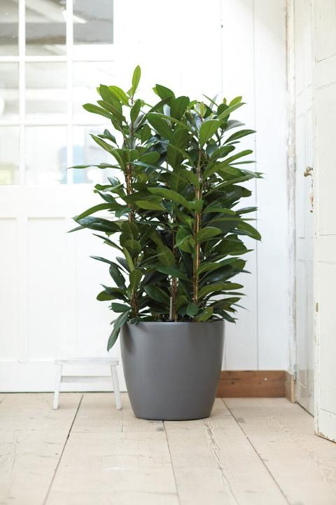 Immagine prodotto Elho Involtini di Bruxelles (39.10 cm)