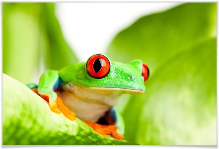 Immagine prodotto Trenddeko Petardo (120 x 80 cm)