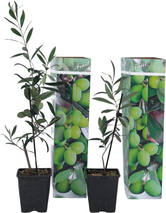 Actual product image Plant in a Box Olea Europaea - Set of 2 olive trees (25 cm)