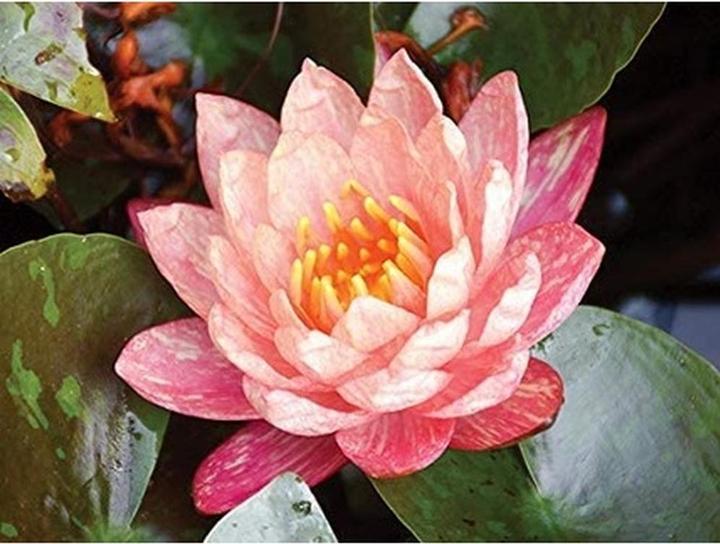 Produktbild Elizabeth Arden My Fifth Avenue Body Cream 150ml (Körpercreme, 150 ml)