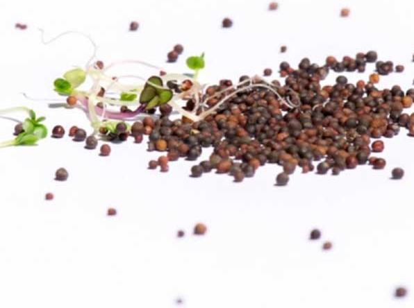 Immagine prodotto Sprossensamen Semi di germoglio biologici "Protection-Mix (Germogli)