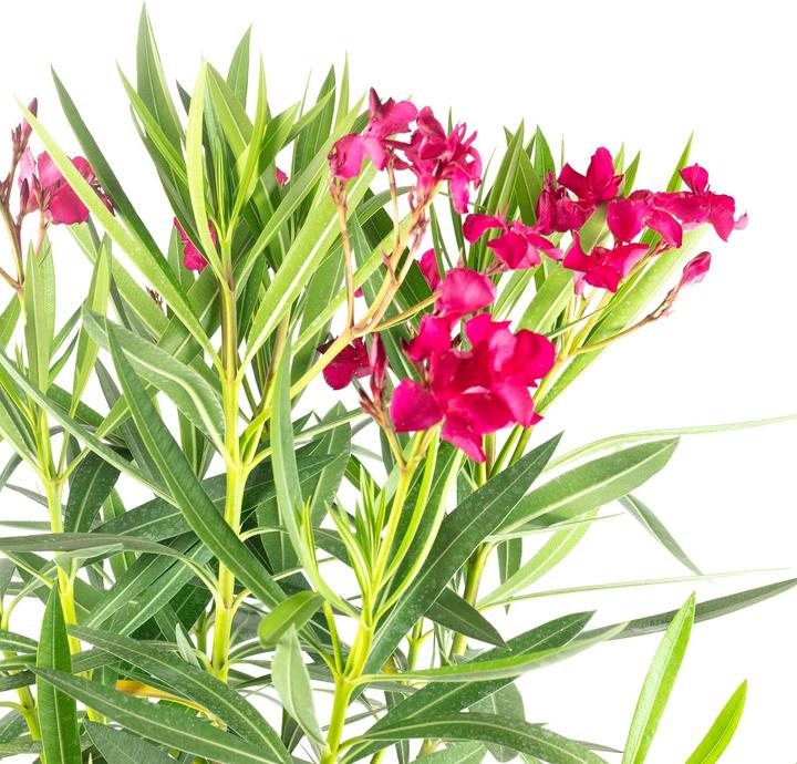 Produktbild Flowerbox Oleander Stamm - Nerium Oleander (90 cm)