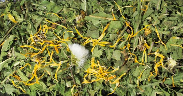 JR Farm Dandelion (0.50 kg, 1 x)