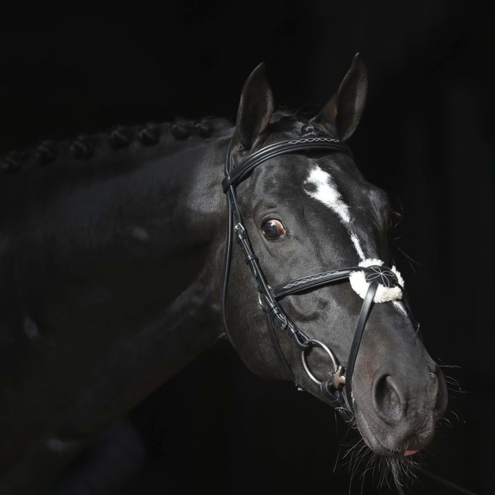 Actual product image Kerbl Snaffle bridle Cancun black, pony