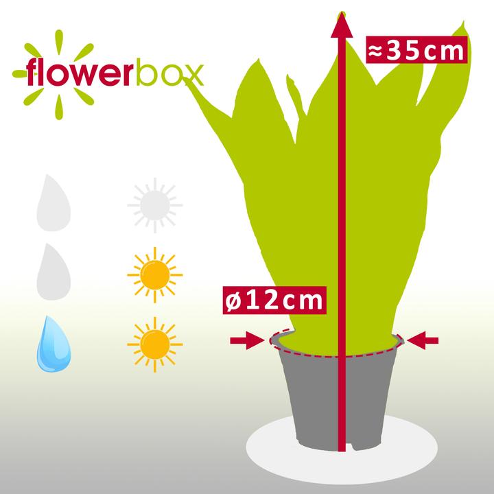 Actual product image Flowerbox Curved hemp - Sansevieria trifasciata Laurentii (35 cm)