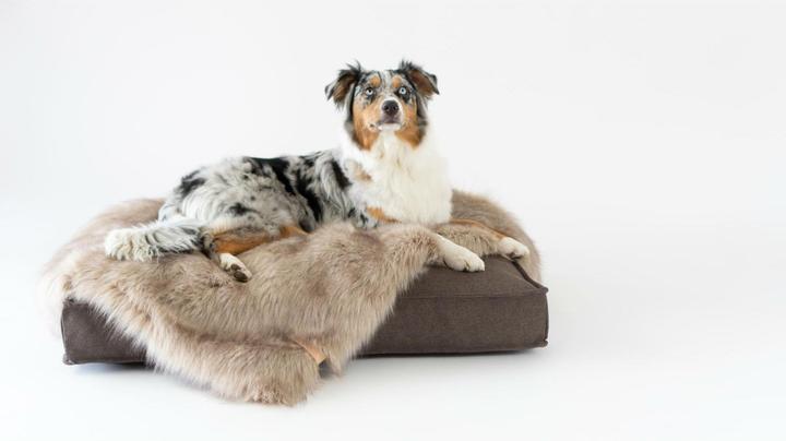 Actual product image Labbvenn Dog blanket FÖRA (Dog)
