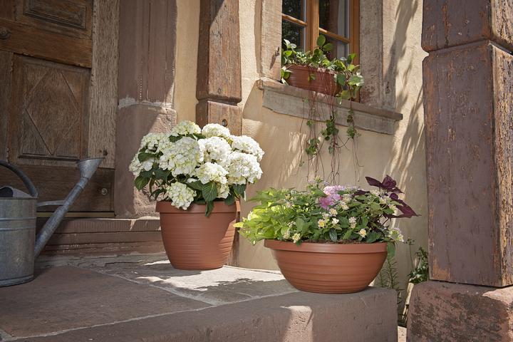 Image du produit Scheurich Country Star (39 cm)