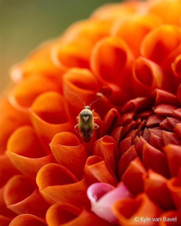 Actual product image Sony FE 100mm F2.8 Macro GM (Sony E, full size)