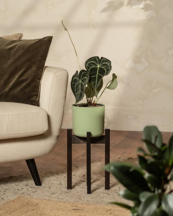 Image du produit feey Stelion