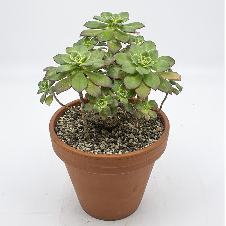 Plantlovers Euphorbia Tirucalli (Bleistiftbaum) (60 cm)