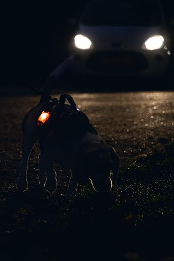 Produktbild Beeztees Safety Gear Y-geschirr (Hund, Allgemein)