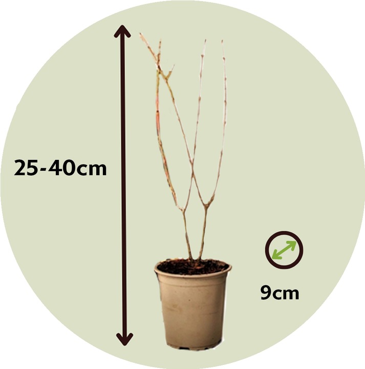 Produktbild Plant in a Box Punica Granatum - 6er Set Granatapfelbaum (25 cm)