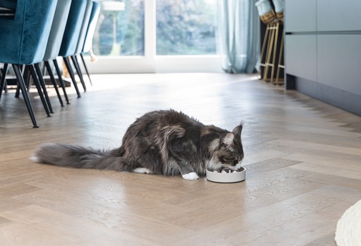 Actual product image Designed by Lotte Cat Pom (0.41 l)
