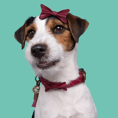 Produktbild Dog with a mission Halsband Bonnie, XXL, 4 cm (XXL, Hund, Allgemein)