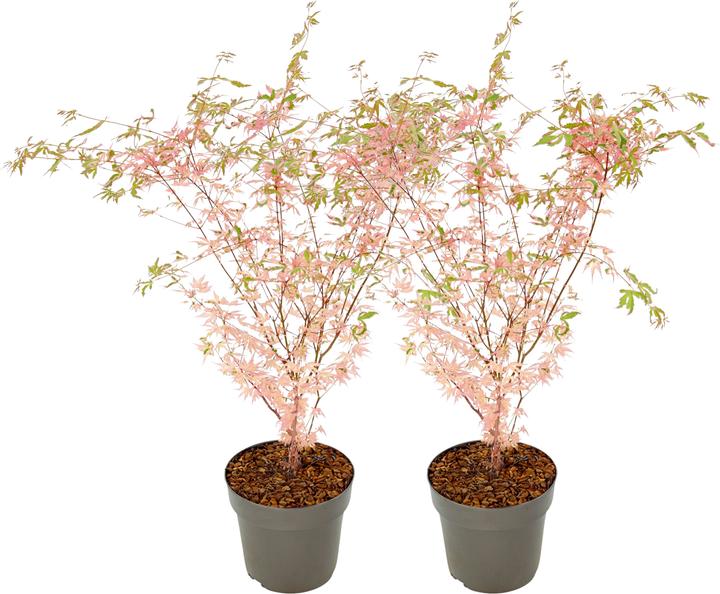 Immagine prodotto Plant in a Box Acer Palmatum 'Taylor' - 2er Set Ahornbäume (50 cm)