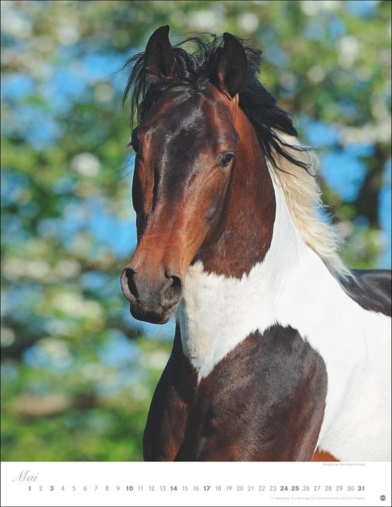 Produktbild Pferde Classics Posterkalender 2026