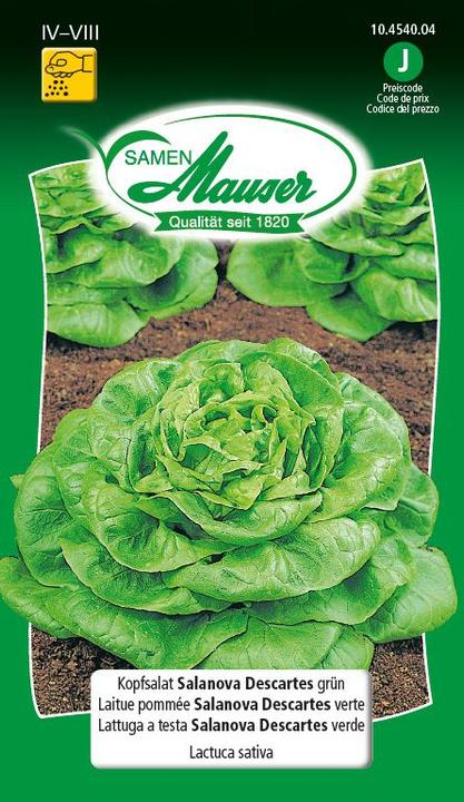 Samen Mauser Kopfsalat Salanova Descarte (Gemüsesamen)