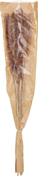 Produktbild micasa Pampasgras (65 cm)