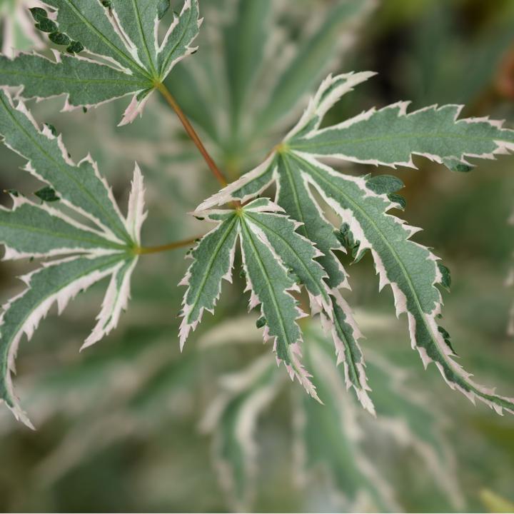 Actual product image Plant in a Box Acer palmatum 'Butterfly' - Maple tree (25 cm)