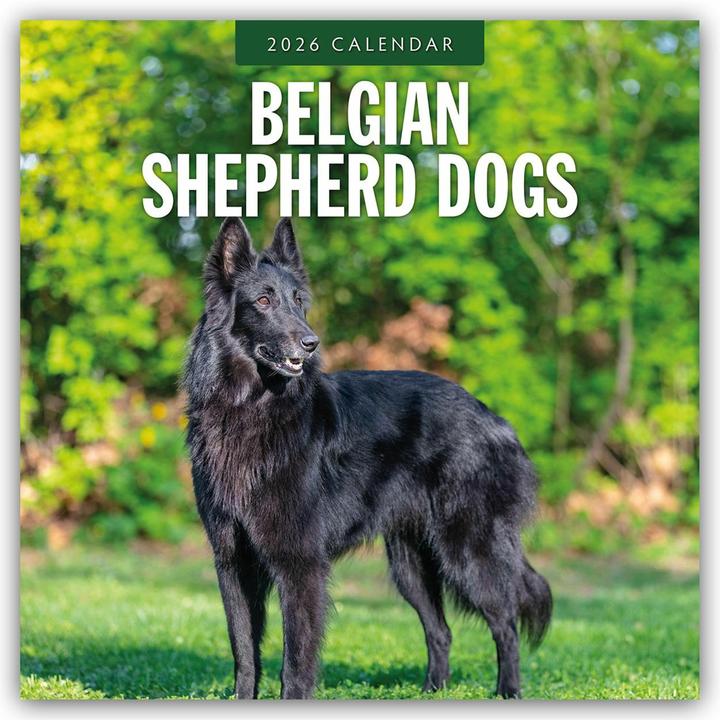 Actual product image Belgian Shepherd - Belgischer Schäferhund 2025 - 16-Monatskalender (30.5 x 30.5 cm)