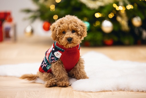 Actual product image Beeztees Happy Xmas (M, Dog jumper)