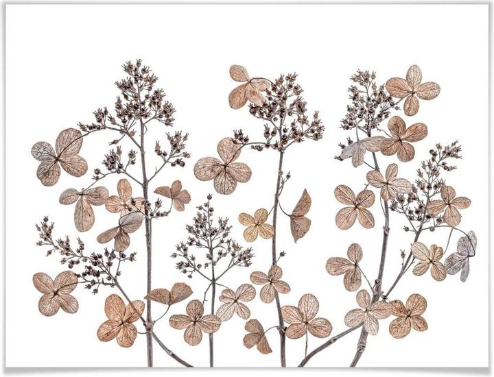 Image du produit Trenddeko Fleurs séchées (100 x 80 cm)