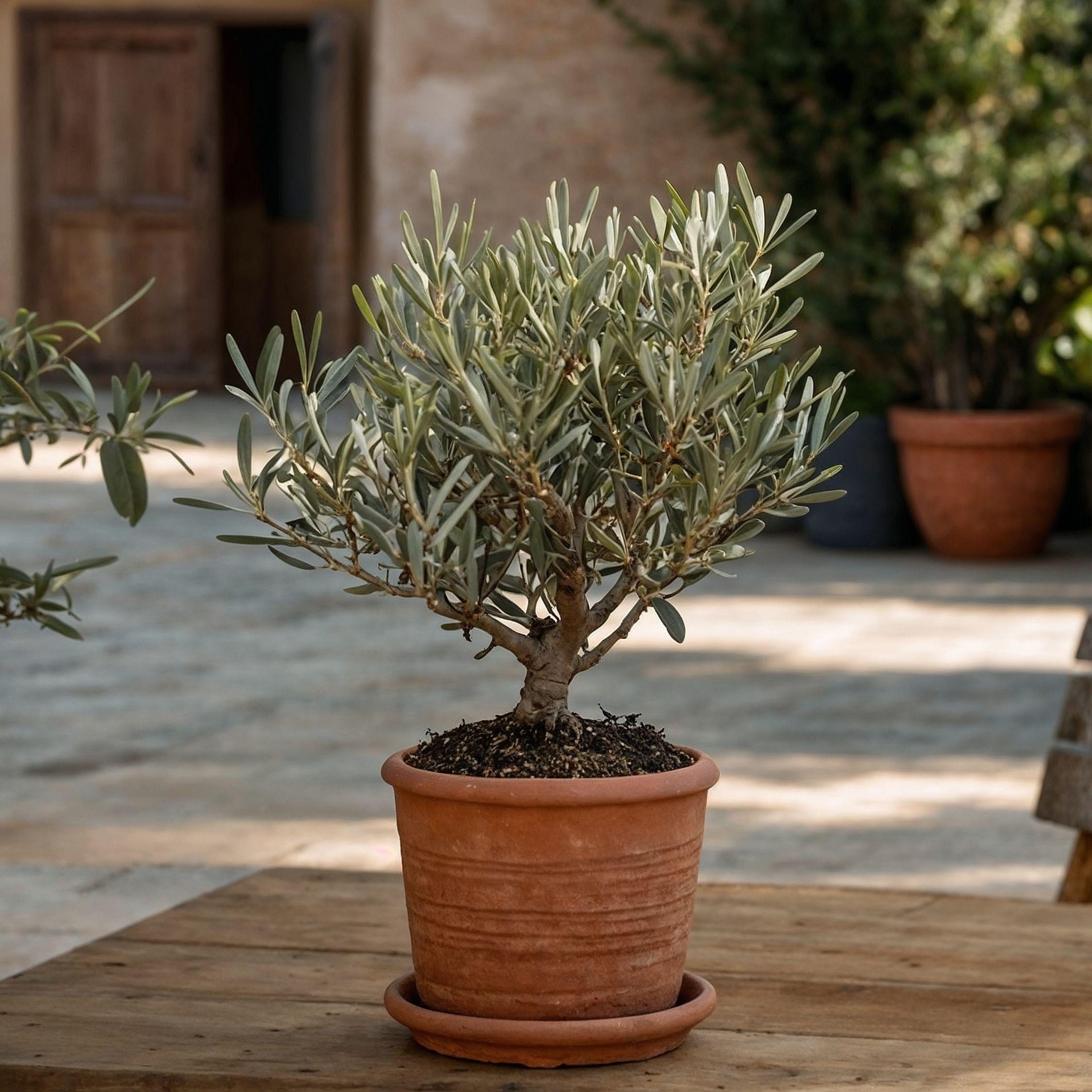 Thumbnail - Plant in a Box, Pflanzen, Olea Europaea - Olivenbaum Bonsai in Schale (40 cm)