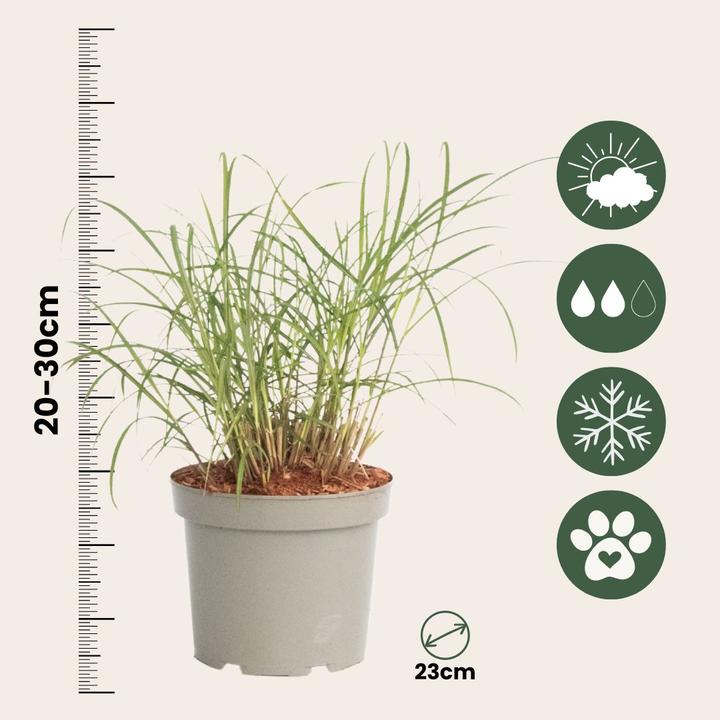 Produktbild Plant in a Box Miscanthus sinensis 'Red Chief' - 2er Set Ziergras (40 cm)