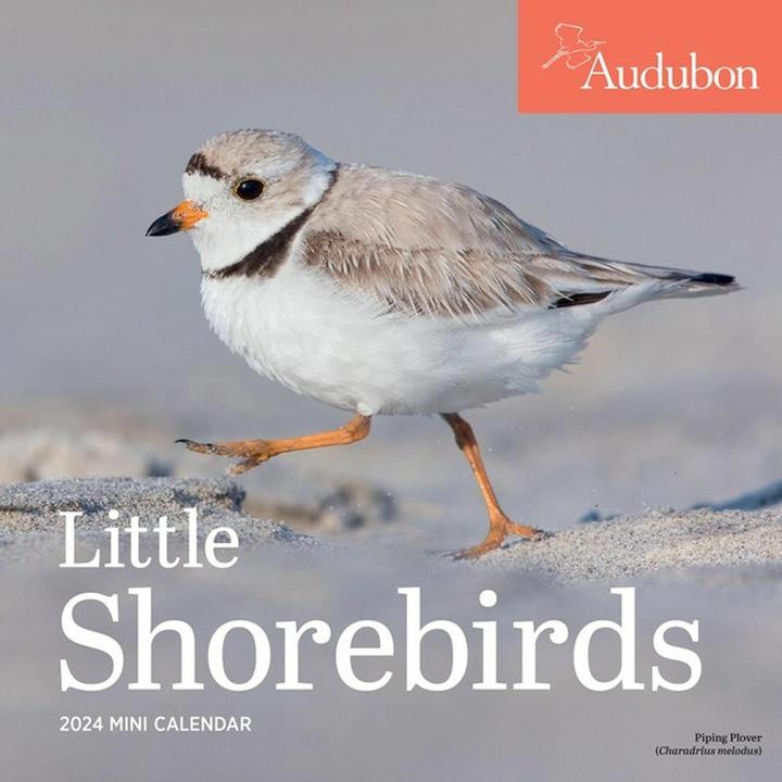 Image du produit Audubon Little Shorebirds Mini Wall Calendar 2024