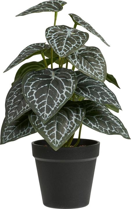 House Nordic Kunstpflanze 33 cm, Produkttyp: Topfpflanze, Detailfarbe (33  cm)
