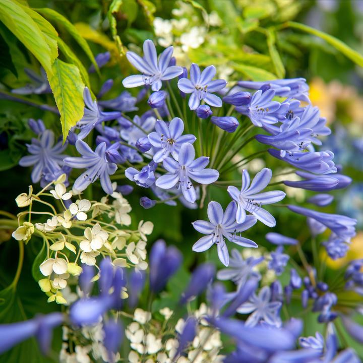 Produktbild Plant in a Box Agapanthus - 6er Set (10 cm)