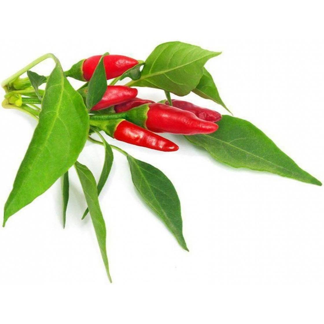 Click and Grow Piri Piri Chili (Gemüsesamen) (SGR67x3)