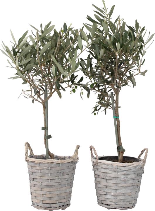 Actual product image Plant in a Box Olea Europaea - Olive tree in a basket (45 cm)