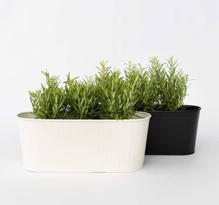 Image du produit Plant in a Box Rosmarinus Officinalis - Set de 12 romarins (10 cm)