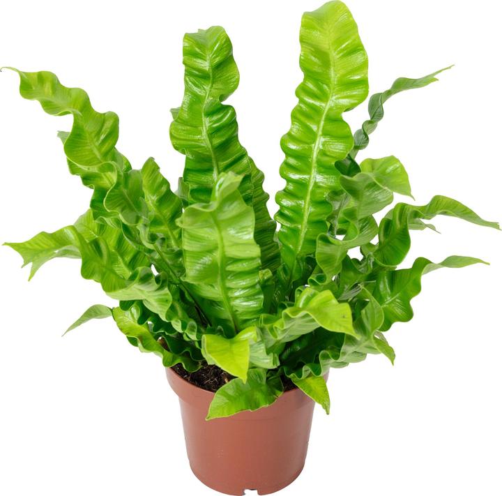 Produktbild Flowerbox Nestfarn - Asplenium nidus 'Crispy Wave' (25 cm)