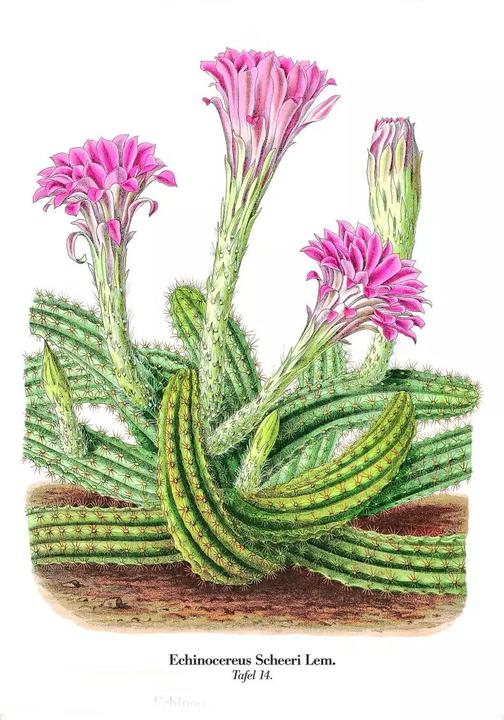 Image du produit Cactus en fleurs (2.50 cm)