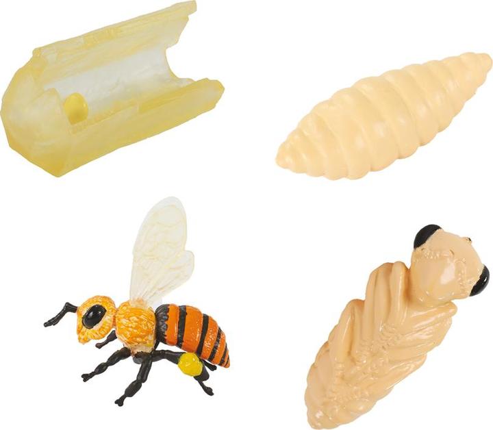 Actual product image Insect Lore Honey Bee Life Cycle Stages