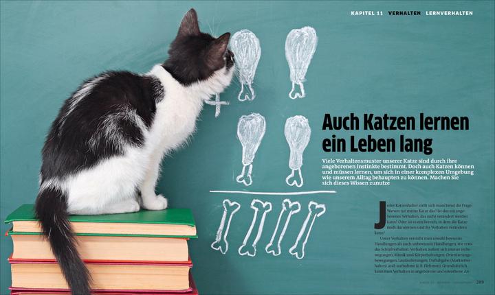 Produktbild Die grosse Katzenbibel (Deutsch, 2023)