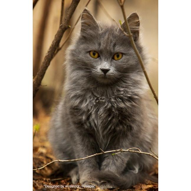 epubli, Heft + Block, Süsses Katzen Notizbuch Businessplaner Geschenkidee für Mann Frau und Kind (Harter Einband)