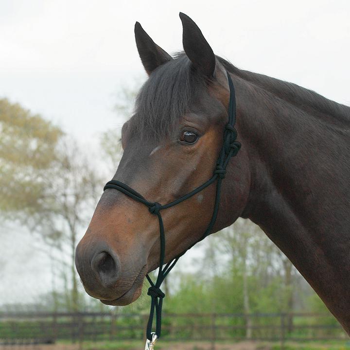 Immagine prodotto Busse Rope Halter Black