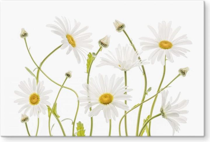 Actual product image Trenddeko Ox eye Daisies (40 x 60 cm)