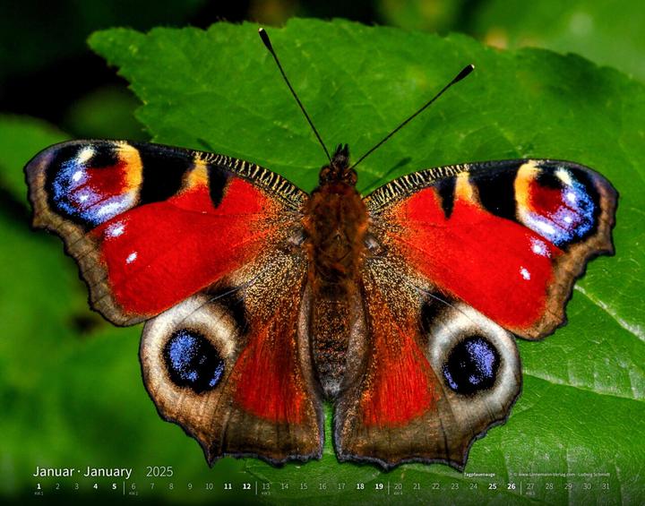 Actual product image Butterflies 2025 large format calendar (Hardcover, German)