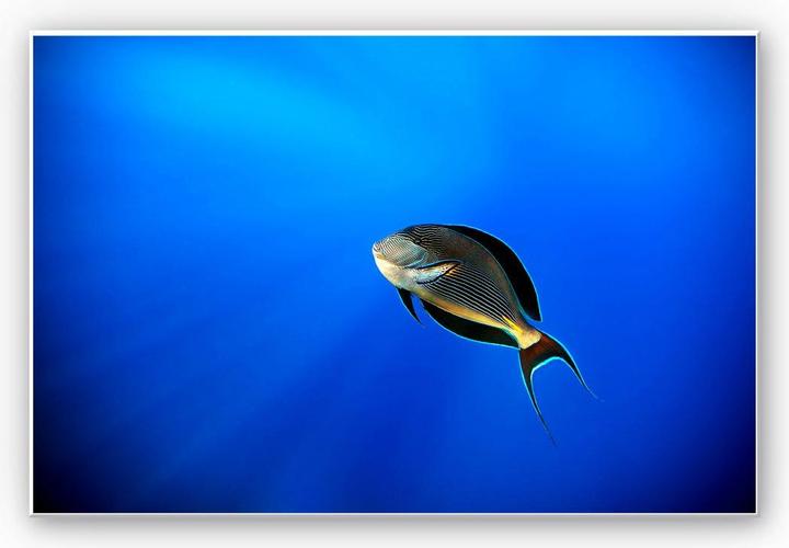 Produktbild Trenddeko Catta - Deep Ocean (30 x 20 cm)