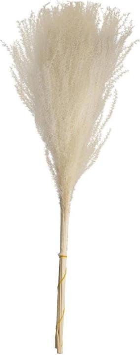 Image du produit Dijk miscanthus (Fleurs séchées, 10x)