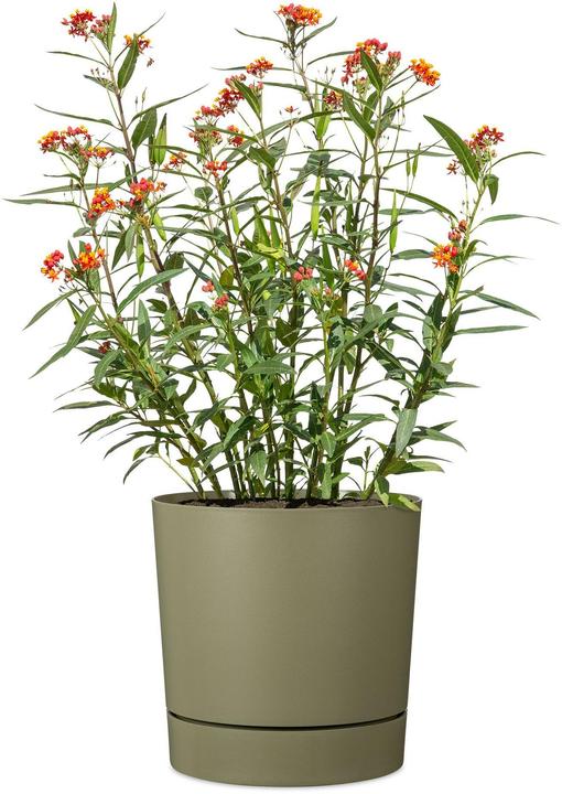 Produktbild Scheurich PLANO+ 32 l Grün