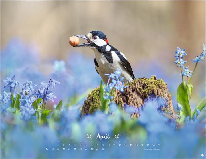 Produktbild Vadim Trunov: Märchenhaftes Waldleben Posterkalender 2026 (44 x 34 cm)